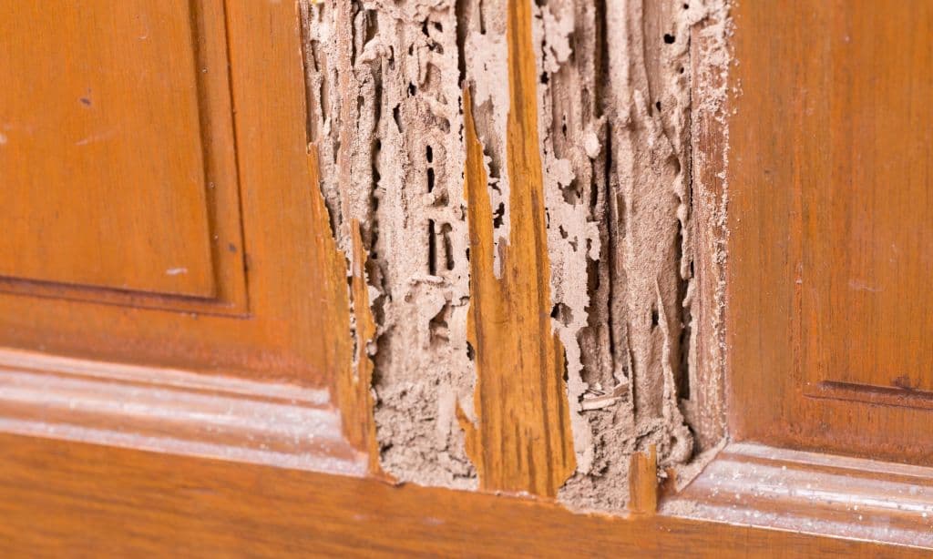 Wood Destroying Insect Inspection
